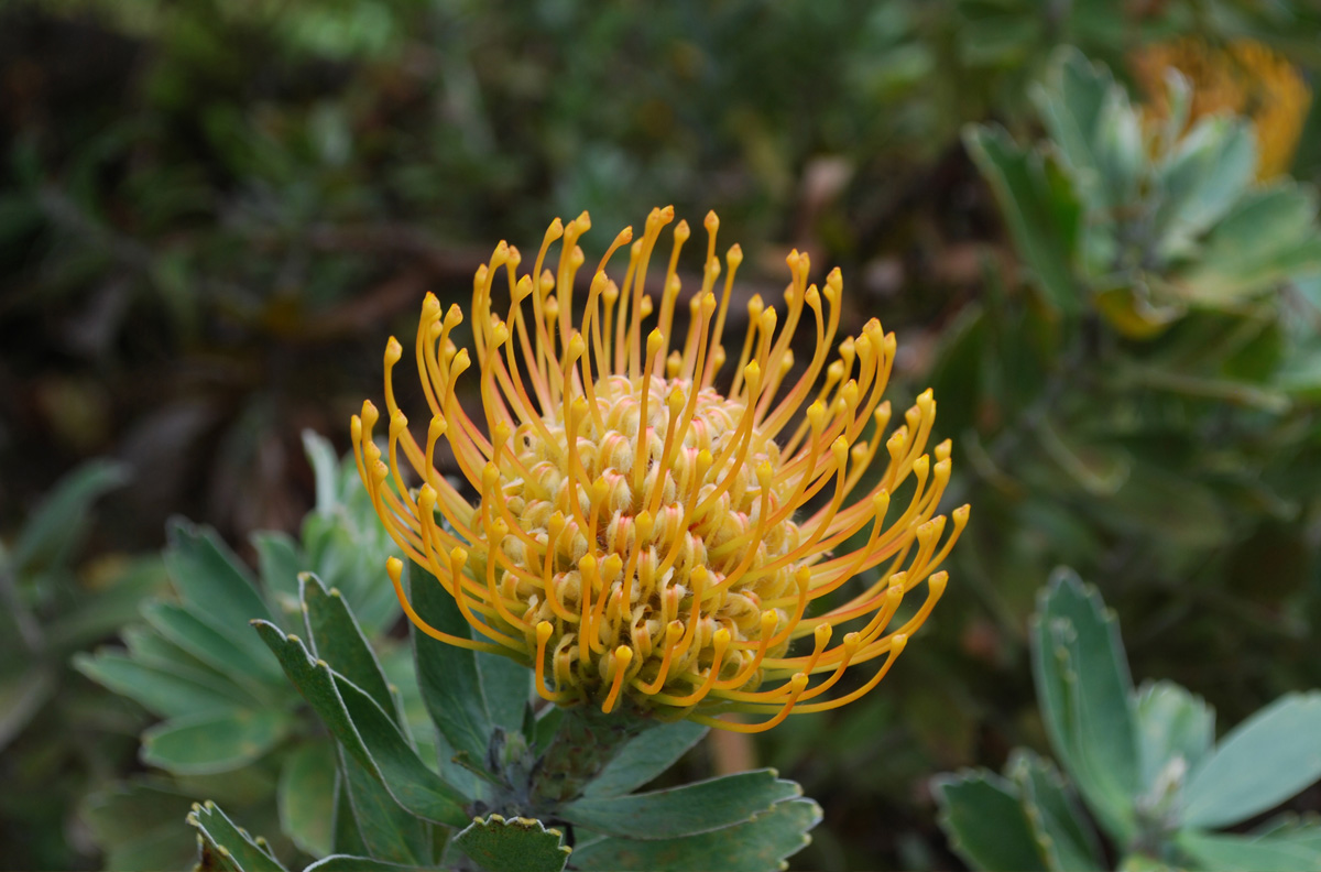 Rhodiola Rosea Bitkisinin Faydaları Nelerdir?